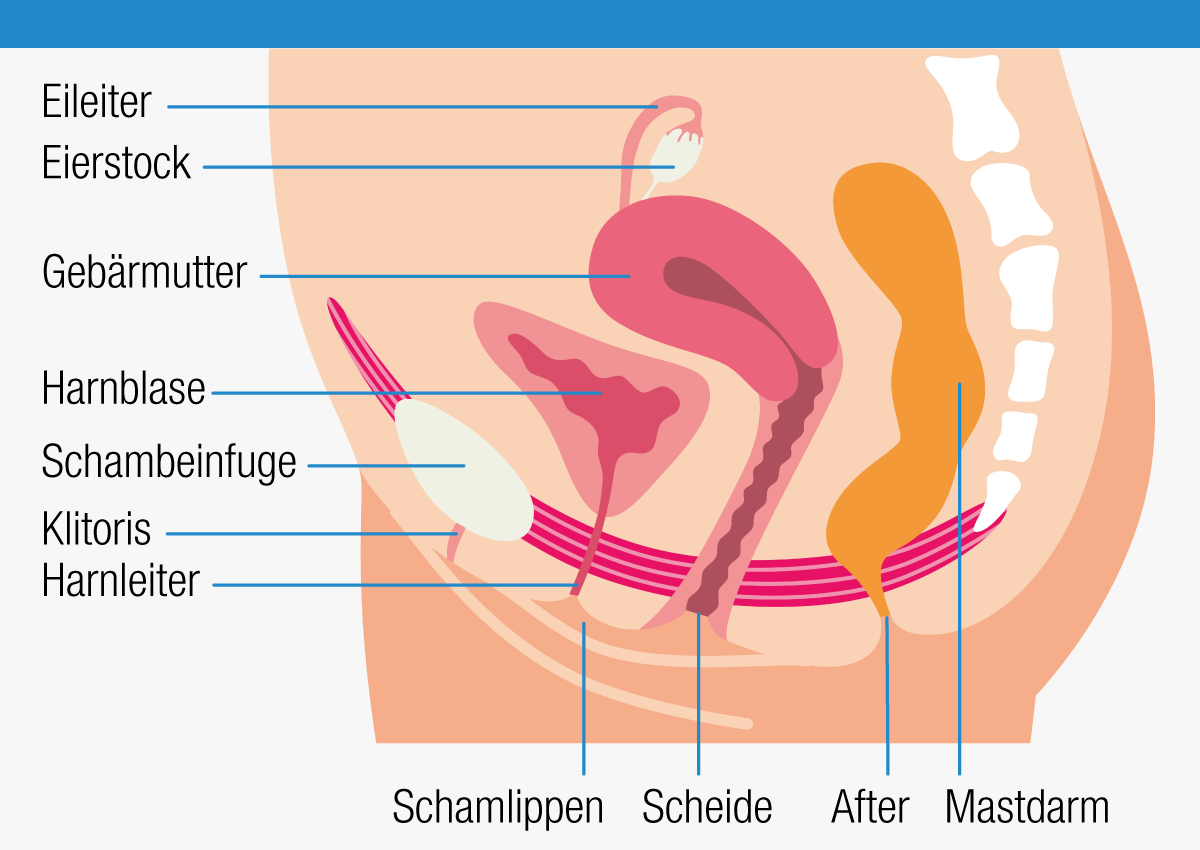 Intimgesundheit: Anatomie des weiblichen Intimbereichs. Intimgesundheit: Anatomie des weiblichen Intimbereichs.